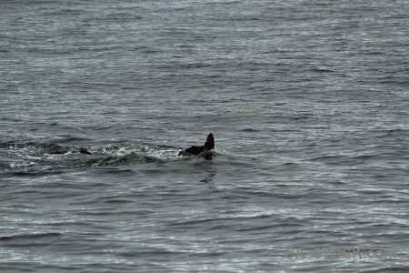 Adelaide island animal marguerite bay day 6 south pole.