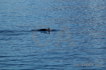 Adelaide island antarctic peninsula water animal orca.