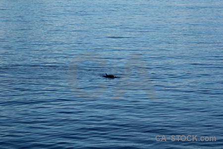 Adelaide island water south pole animal antarctica.