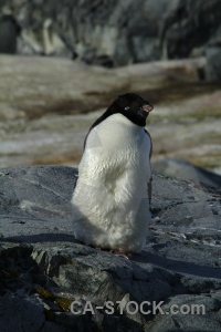 Adelie antarctic peninsula day 8 ice rock.