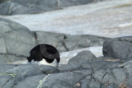 Adelie chick animal rock petermann island.