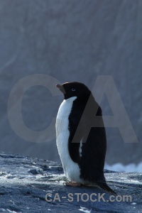 Adelie south pole penguin wilhelm archipelago animal.