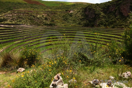 Altitude grass inca south america bush.