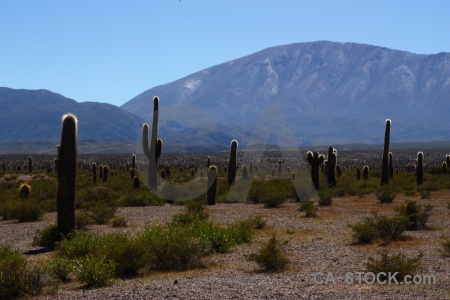 Altitude landscape argentina cactus mountain.