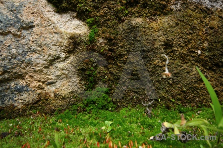 Altitude peru stone plant inca.