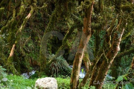 Altitude rio llullucha llulluchapampa valley branch tree.