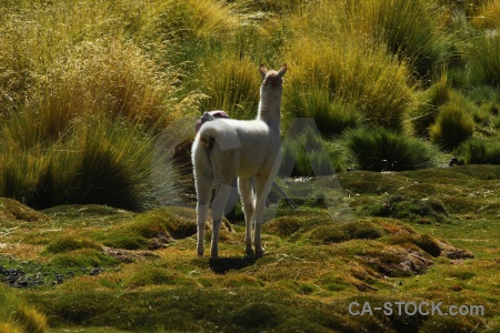 Altitude south america grass animal atacama desert.