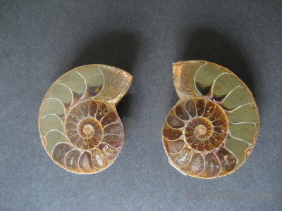 Ammonite object shell fossil.