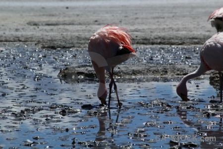 Andes altitude animal flamingo water.