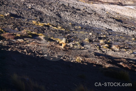 Andes atacama desert fox chile el tatio.