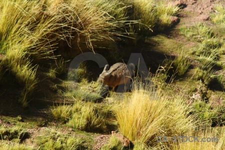 Andes chinchilla chile south america atacama desert.