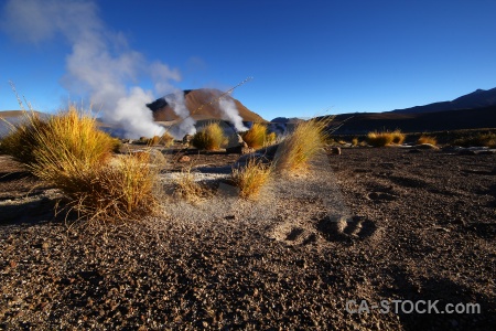 Andes el tatio south america grass atacama desert.