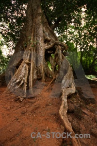 Angkor asia siem reap temple unesco.