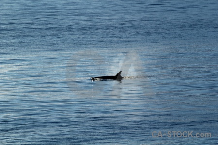 Animal adelaide island south pole day 6 sea.