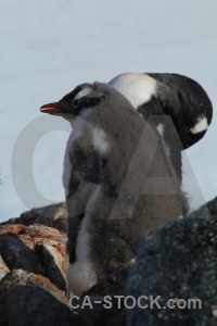 Animal antarctic peninsula south pole wilhelm archipelago petermann island.