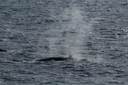 Animal antarctica cruise drake passage sea water.