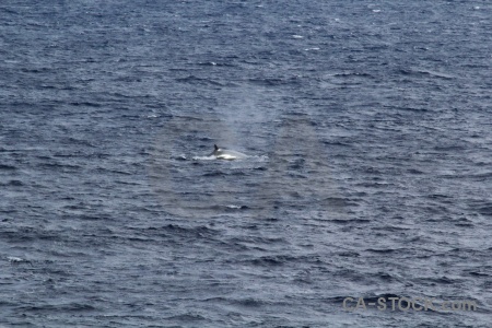 Animal antarctica cruise spray drake passage water.