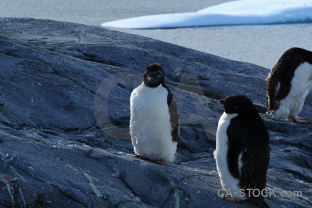 Animal antarctica petermann island adelie chick.