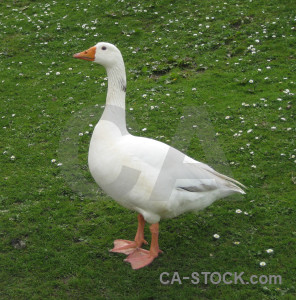 Animal aquatic bird green goose.