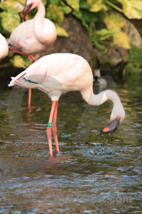 Animal aquatic flamingo bird pond.