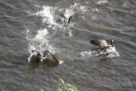 Animal aquatic water bird pond.