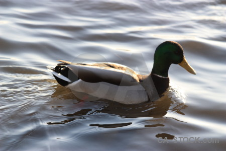 Animal aquatic water bird pond.