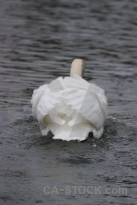 Animal aquatic water bird pond.