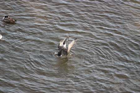 Animal aquatic water pond bird.