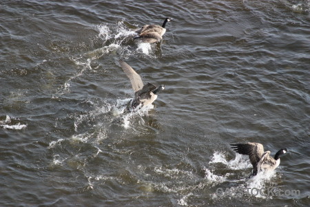 Animal aquatic water pond bird.