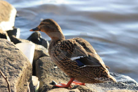 Animal aquatic water pond bird.
