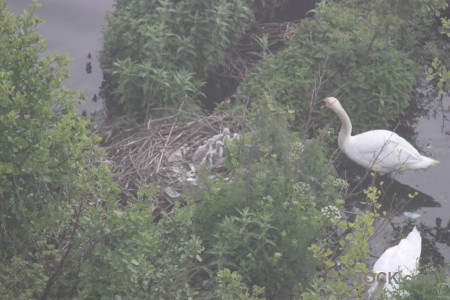 Animal aquatic water swan bird.