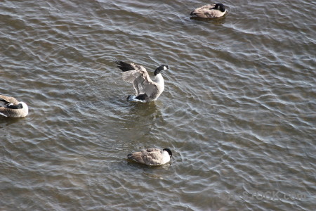 Animal bird aquatic pond water.