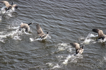 Animal bird aquatic water pond.