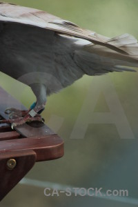 Animal bird dove green pigeon.