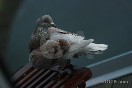 Animal bird dove pigeon.