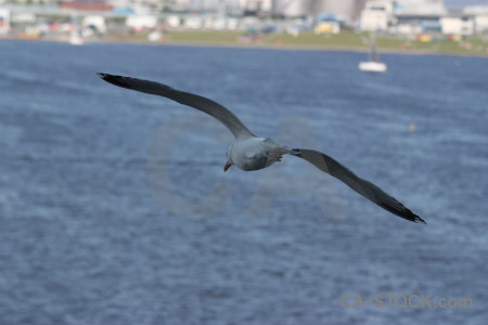 Animal bird flying.