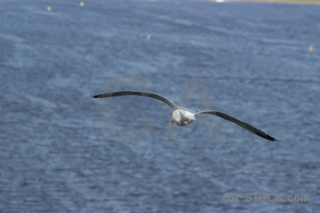 Animal bird flying.