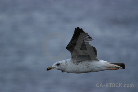 Animal bird flying seagull.