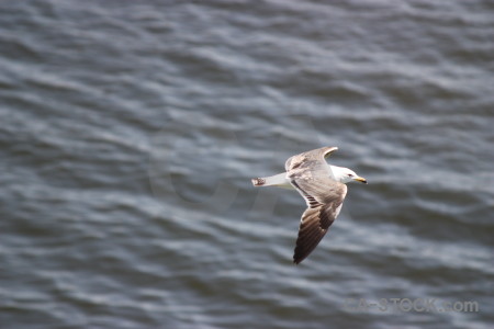 Animal bird flying seagull gray.