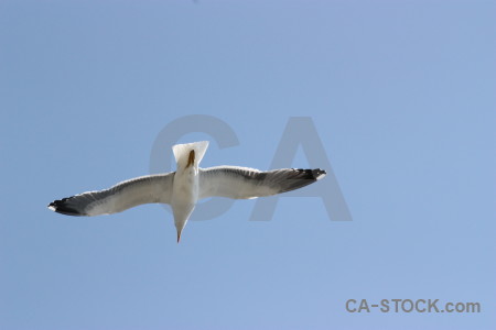 Animal bird flying sky.