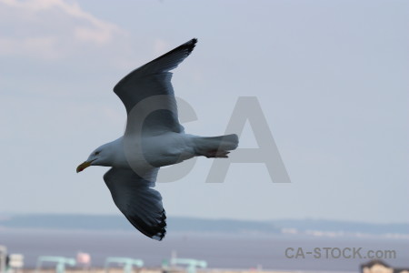 Animal bird flying sky.