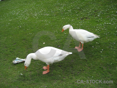 Animal bird goose aquatic green.
