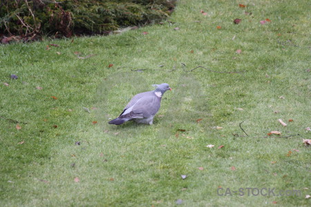 Animal bird grass dove pigeon.