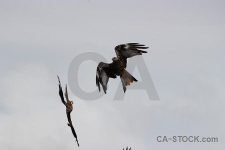 Animal bird gray sky flying.