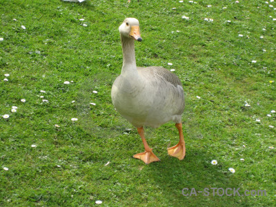 Animal bird green aquatic.