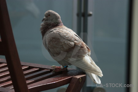 Animal bird pigeon dove.