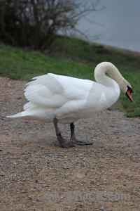 Animal bird pond swan water.