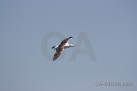 Animal bird sky flying.