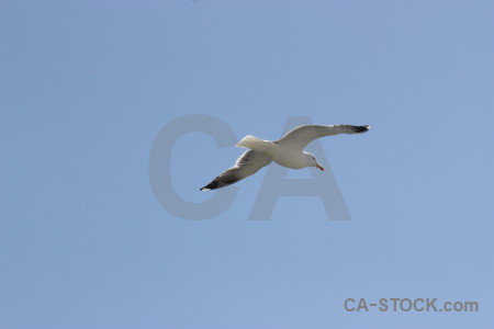 Animal bird sky flying.