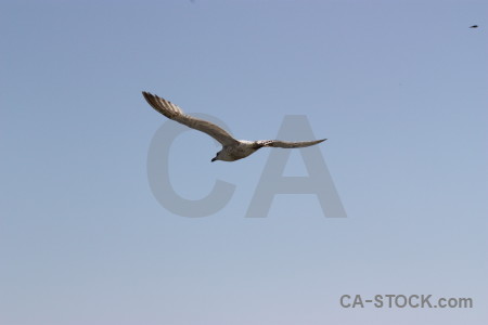 Animal bird sky flying.